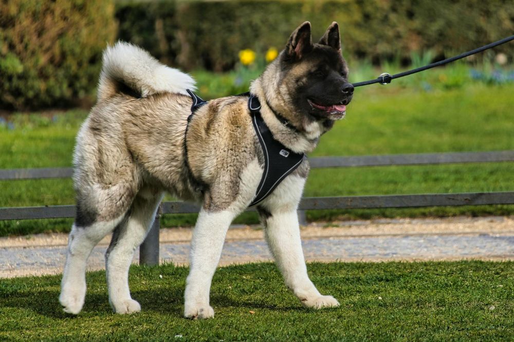 worst dog breeds for first-time owners