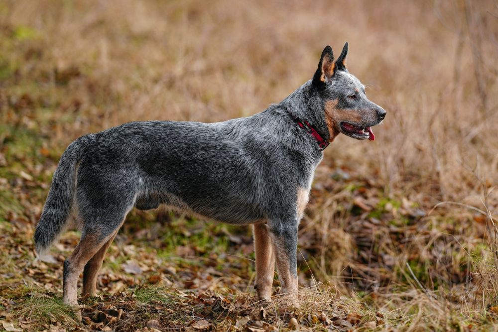 worst dog breeds for first-time owners