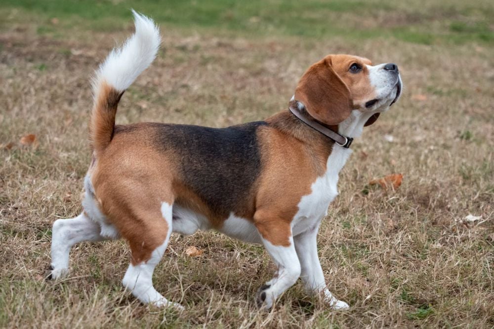 beagle is among the best dogs breeds for beginners