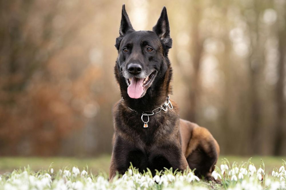 dog breeds not good for beginners