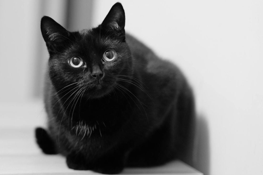 best cat breeds for beginners