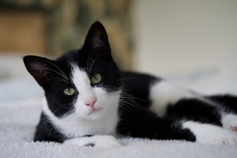 best cat breeds for first time owners and beginners