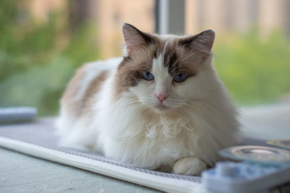 best cat breeds for first time owners
