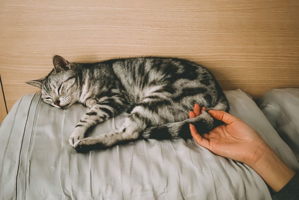 best cats for first-time owners