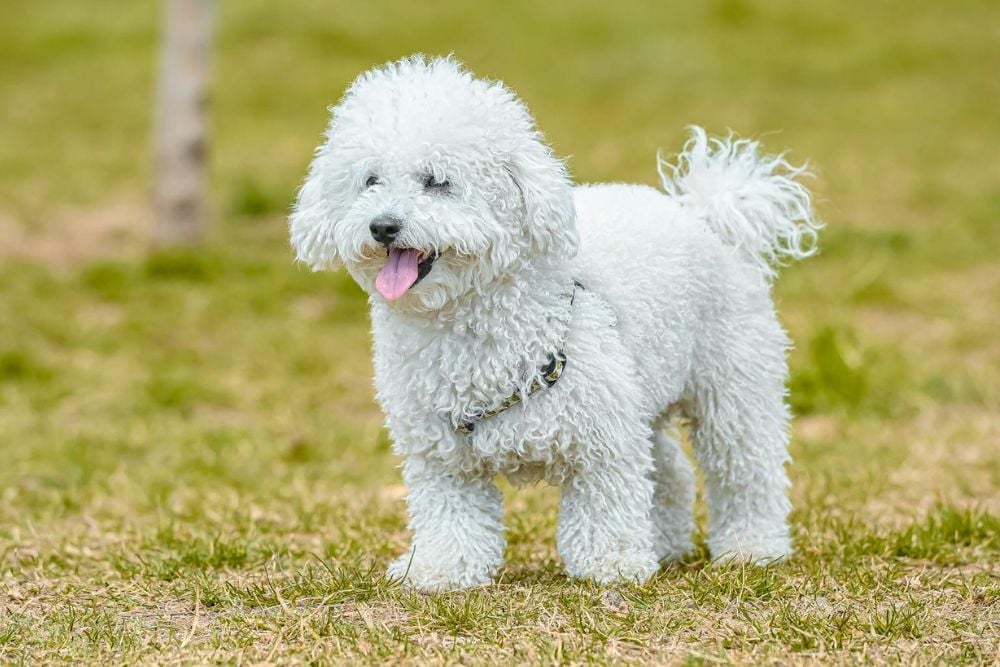 best dogs breeds for beginners