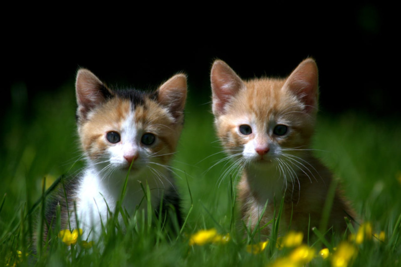 Best Kitten Breeds for Newlyweds