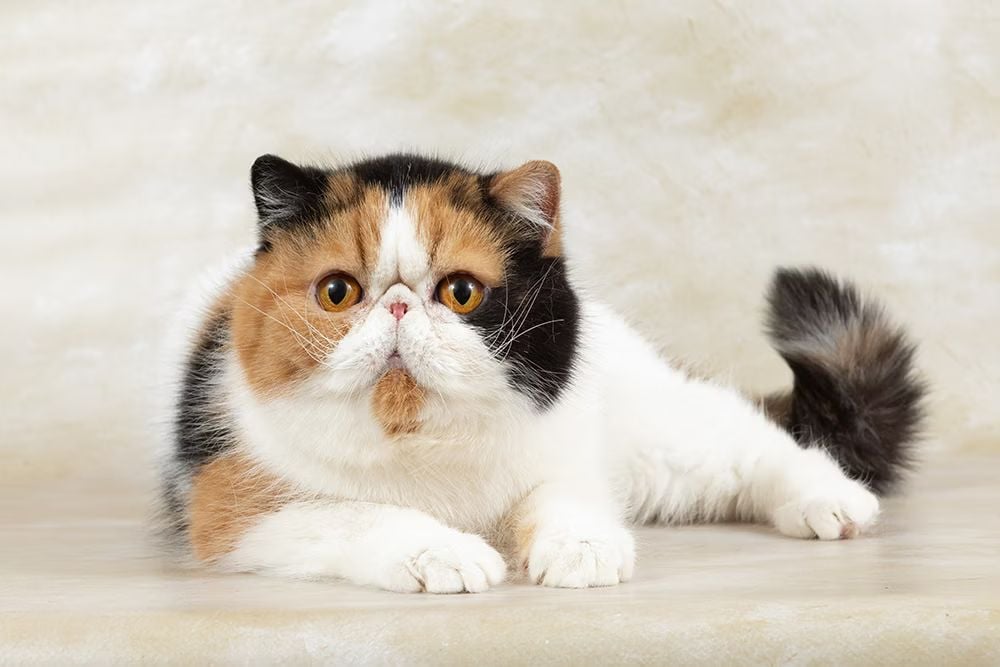 best low-maintenance cats for first time owners