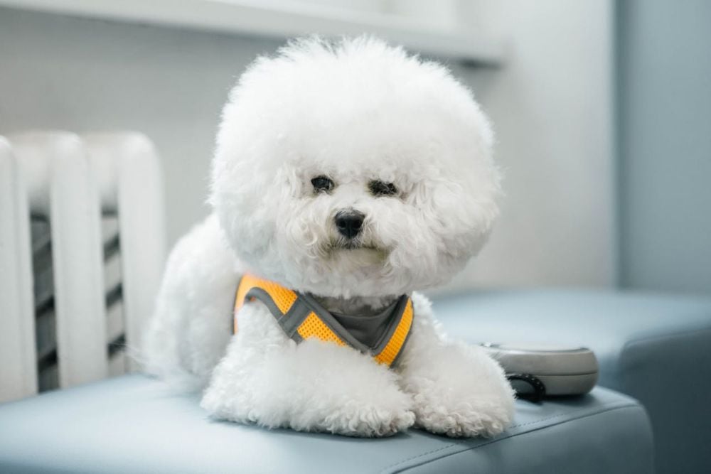 bichon frise one of best breeds for first time owners