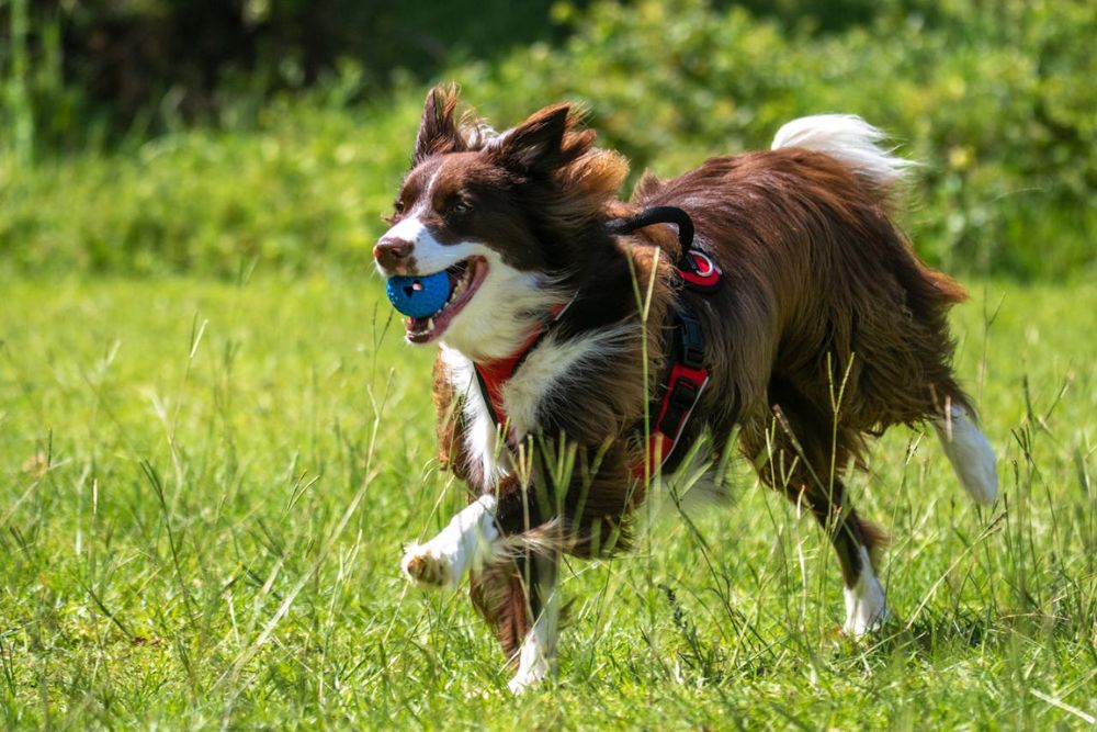 worst dog breeds for beginners