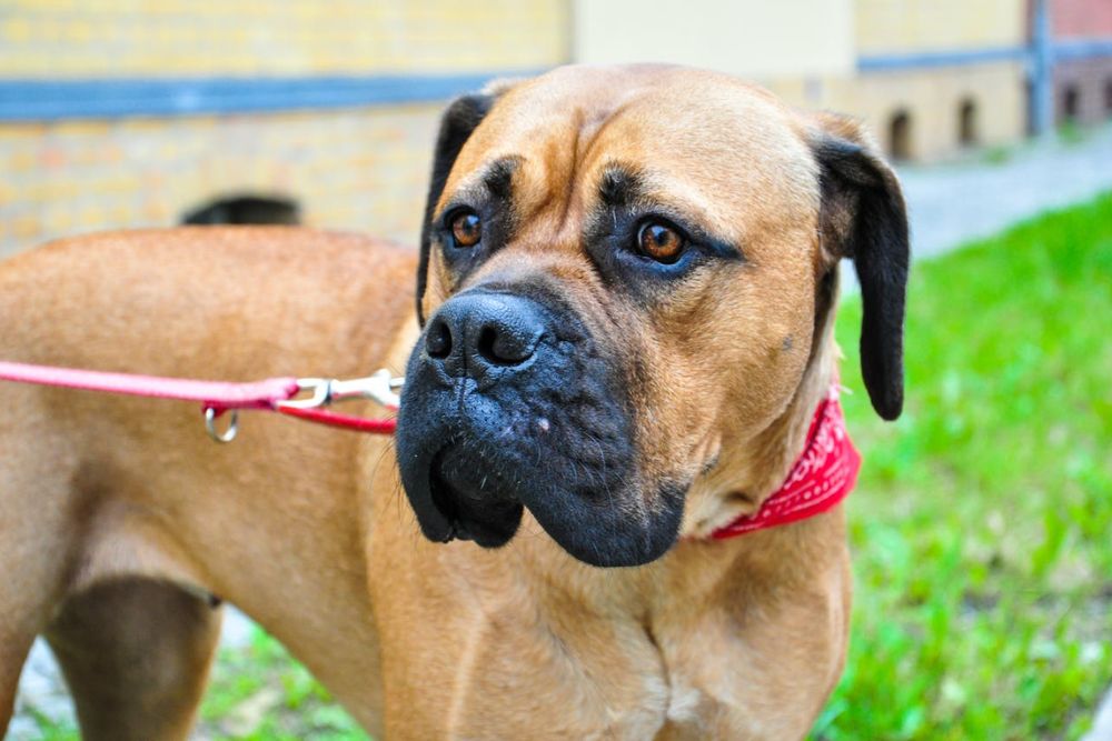 dog breeds that cost the most to insure