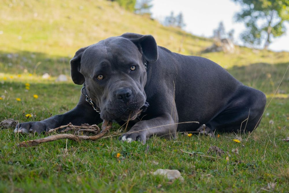 worst dogs for first-time owners