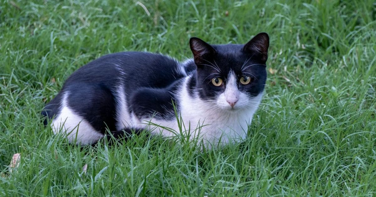 cat age in human years