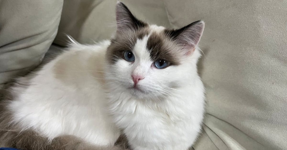 cat years calculator by breed