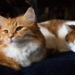 cat years to human years by breed