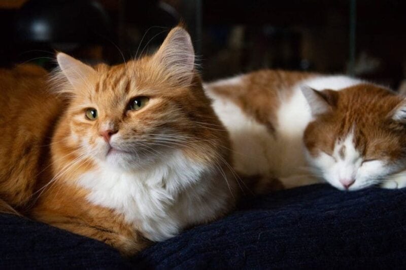 cat years to human years by breed