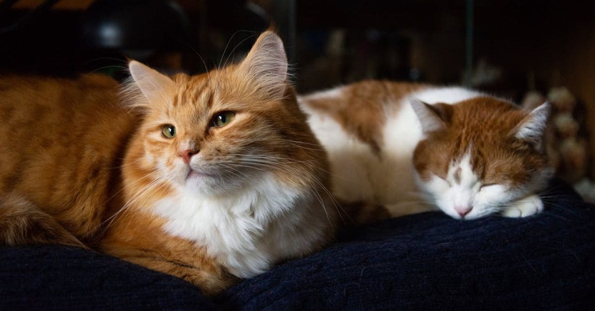 cat years to human years by breed