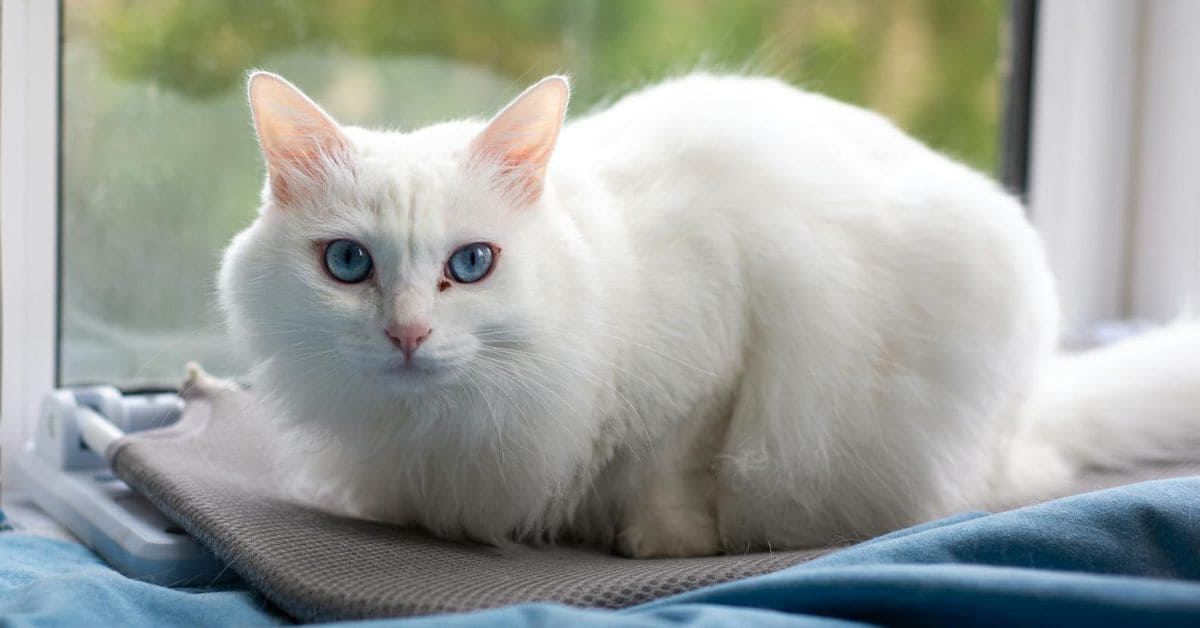 cat years to human years by breed