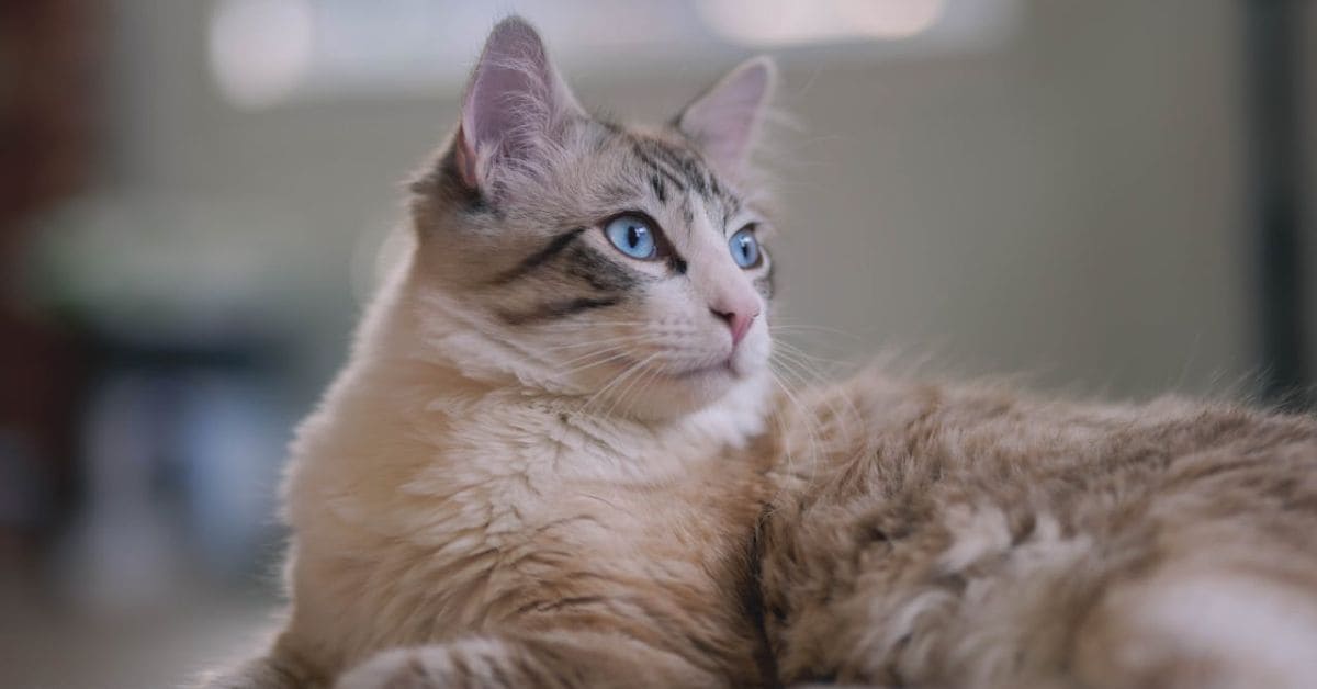 cat years to human years calculator