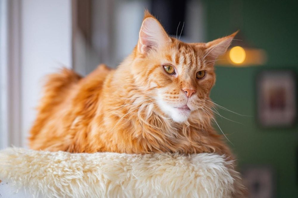 cats for first-time owners