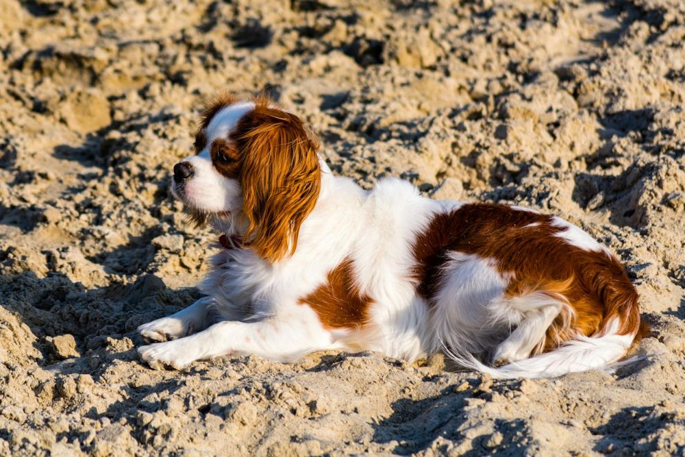 most expensive dogs to insure in america