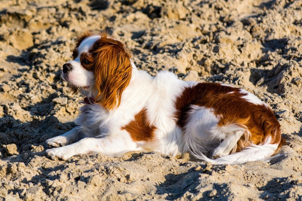 Cavalier King Charles Spaniel is suitable for first time dog owners