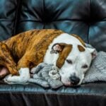 common allergies in dogs