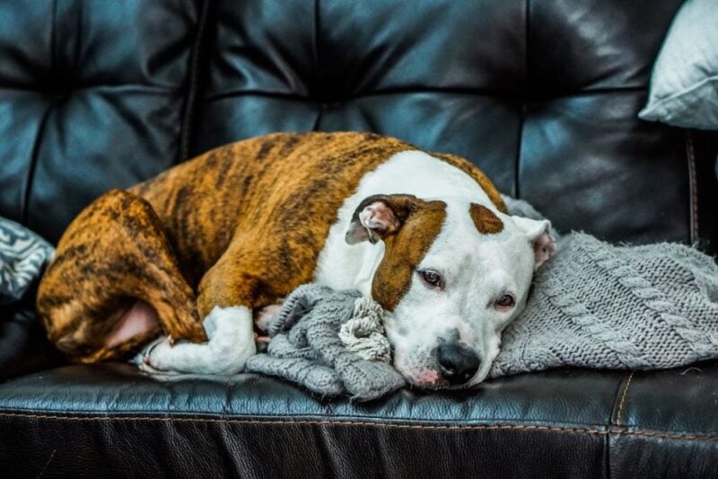 common allergies in dogs