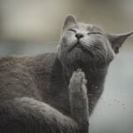 common parasites in cats