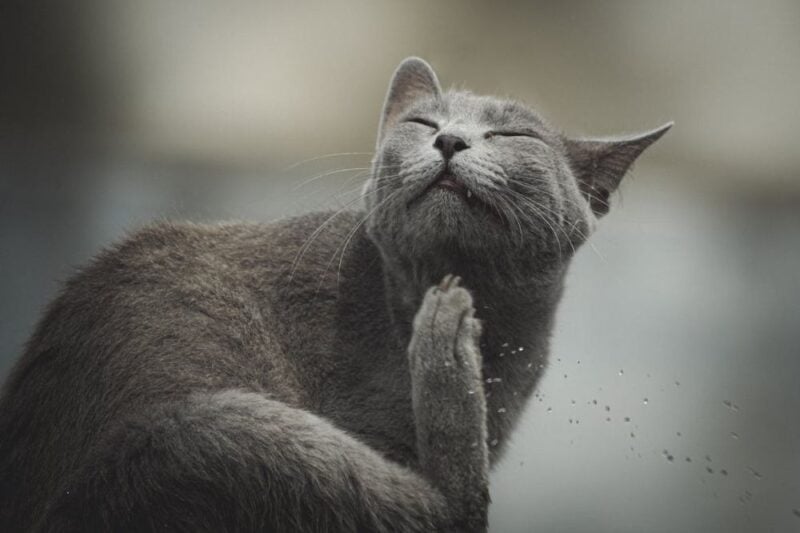common parasites in cats
