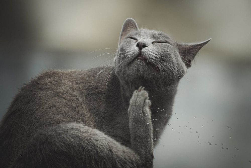 common parasites in cats