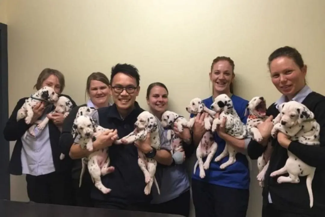 dalmatian delivers 18 puppies