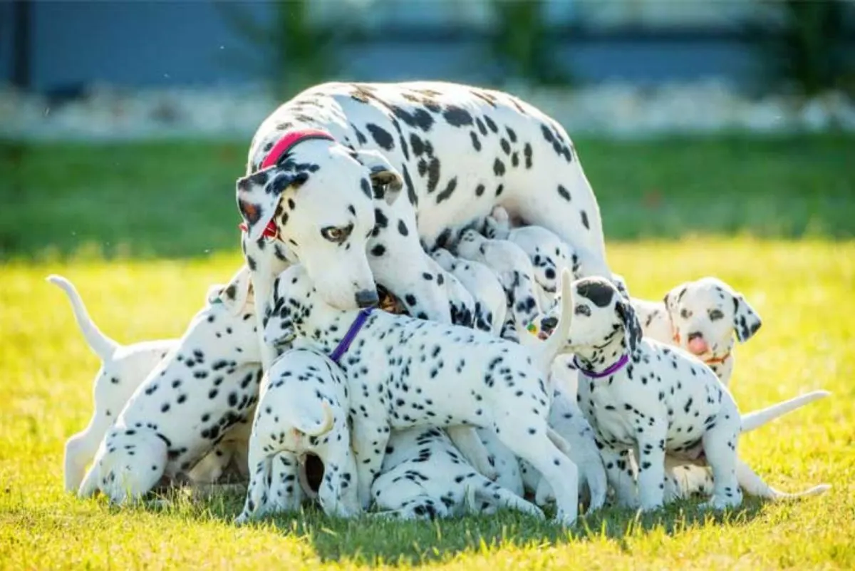 dalmatian dog delivers record puppies