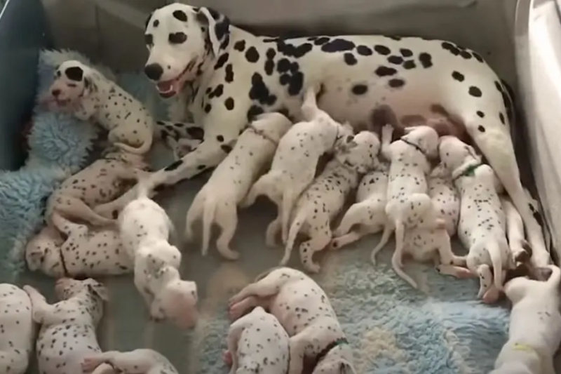 Vet Predicts a Litter of 3, Dalmatian Dog Stun Everyone by Delivering 18 Puppies