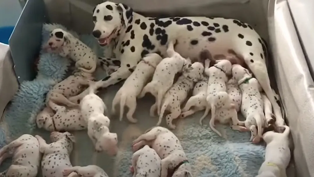 Dalmatian Dog Stun Everyone by Delivering 18 Puppies