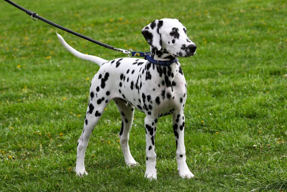 worst dogs for new owners