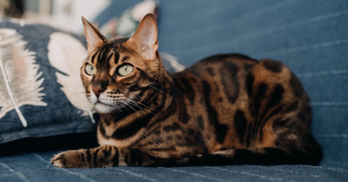 do all cat breeds age the same