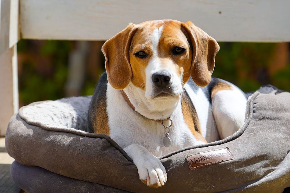 dog allergies symptoms