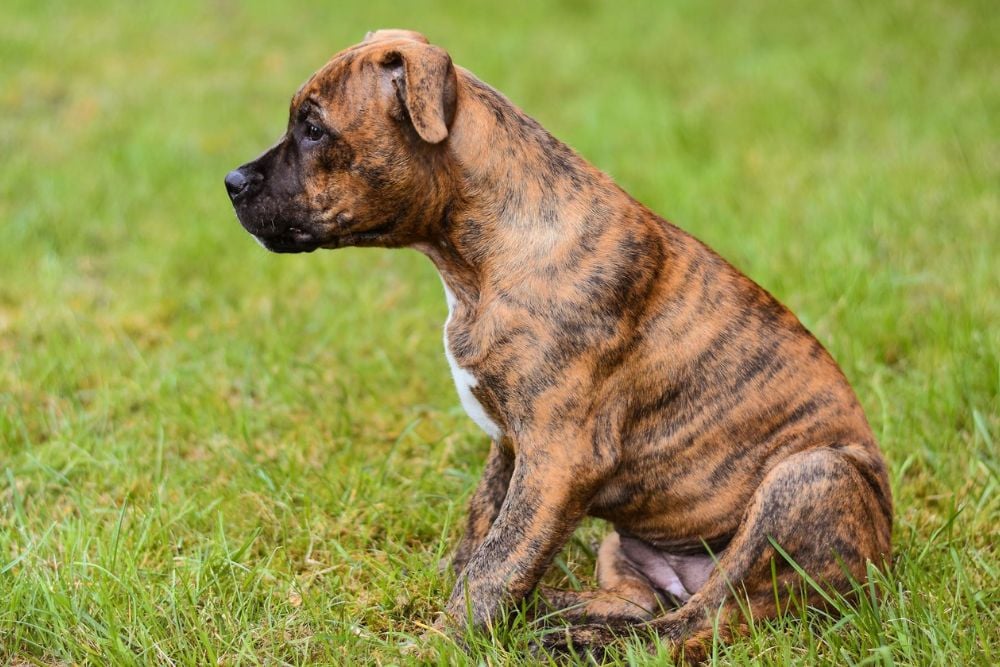 dog breeds for first time owners