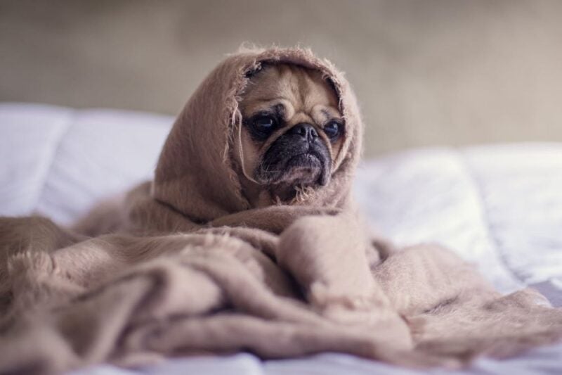 dog breeds most prone to seizures