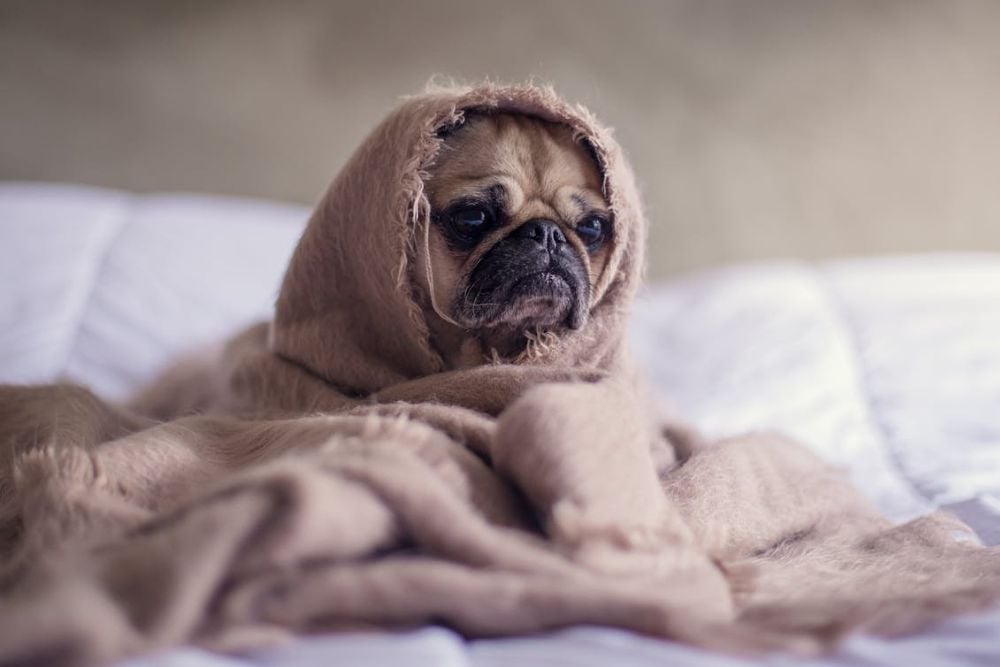 dog breeds most prone to seizures