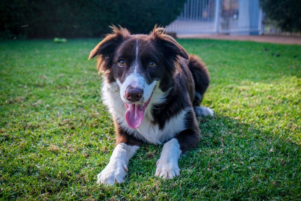 dog breeds prone to seizures