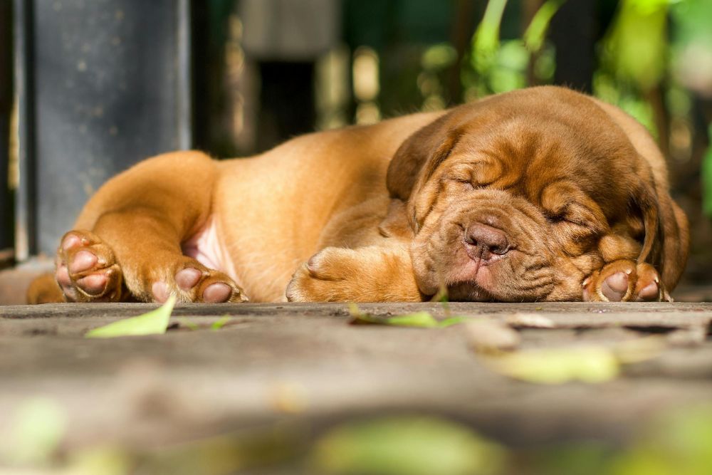 dog breeds that cost the most to insure