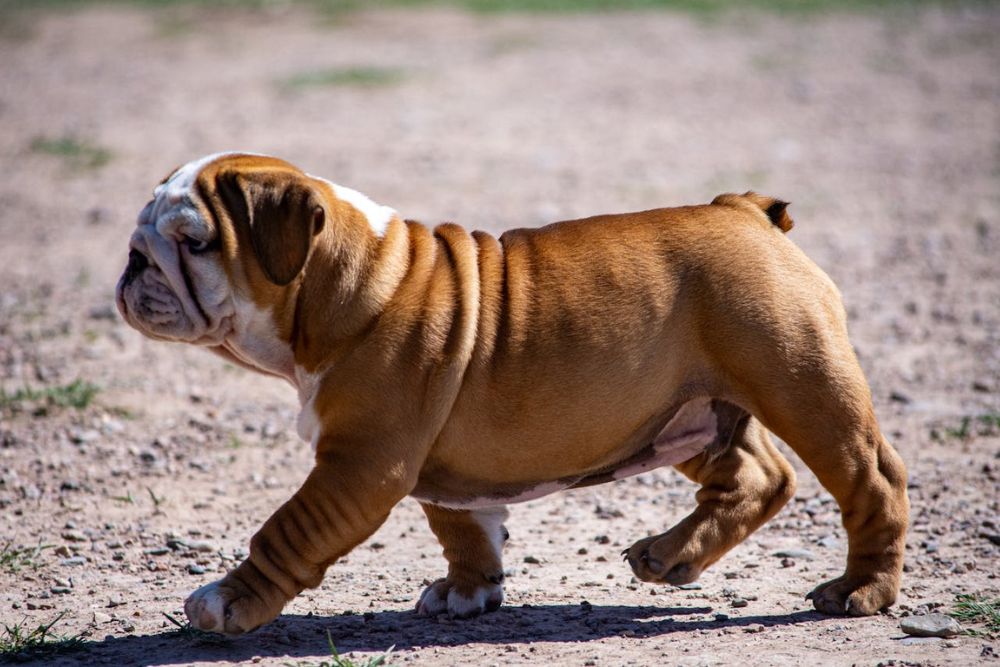 most expensive dog breeds to insure