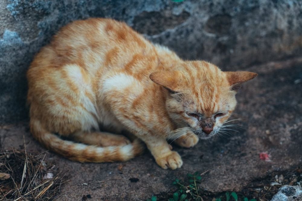 external parasites in cats