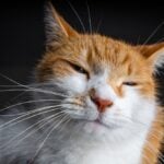 facts about cat whiskers