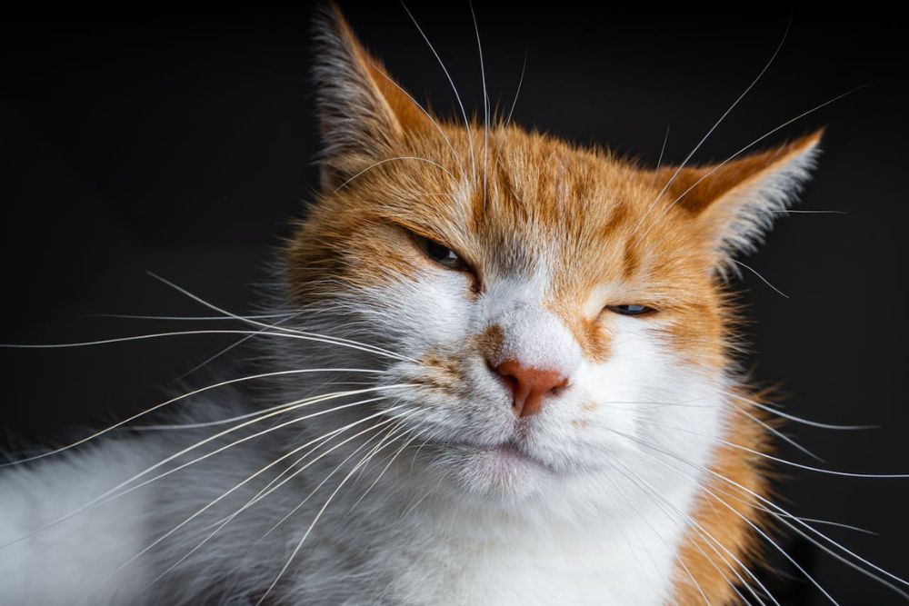 facts about cat whiskers