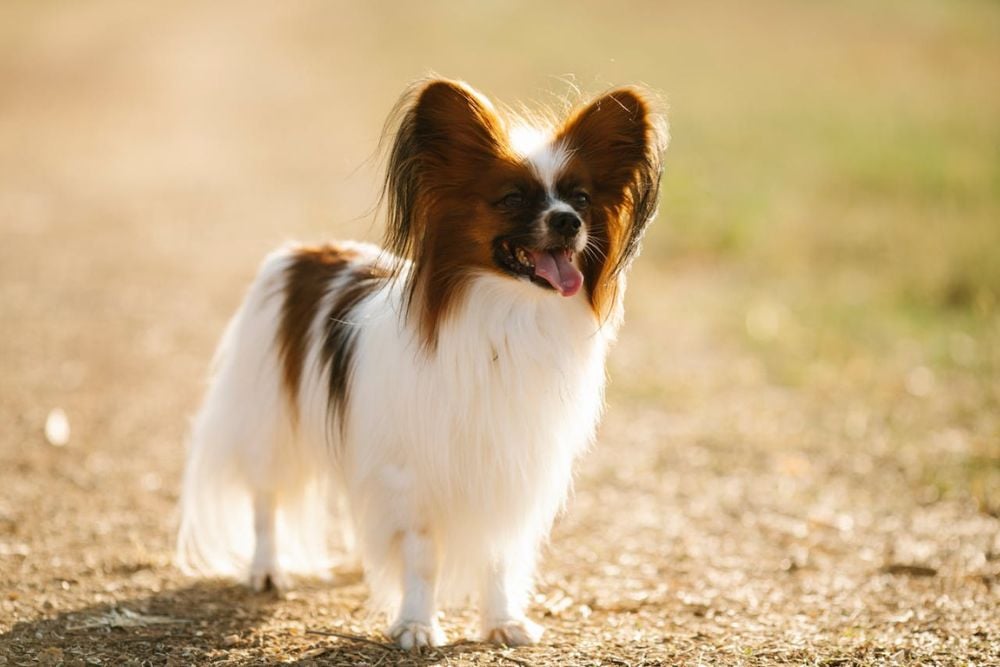 first time owners best dog breeds