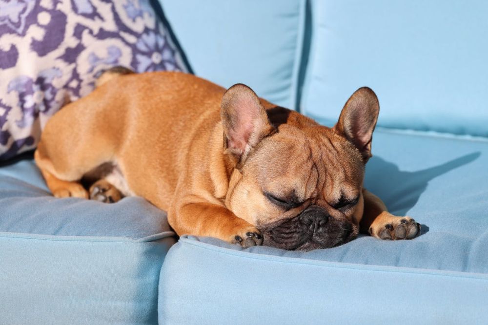 most expensive-to-insure dog breeds