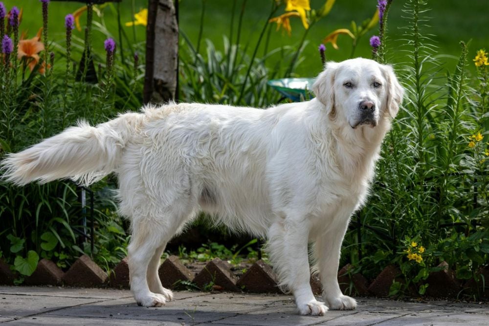 golden retriever is one of the best dogs for first time owners