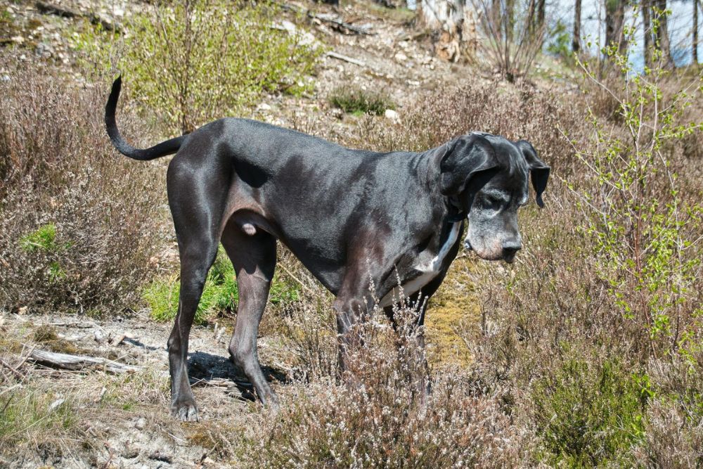 most expensive dogs to insure